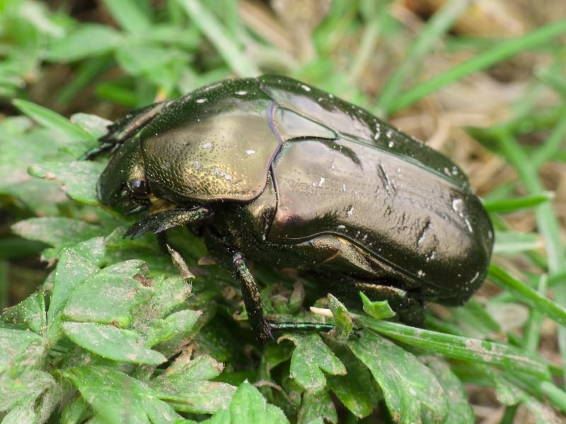 Protaetia marmorata (Fabricius, 1792)